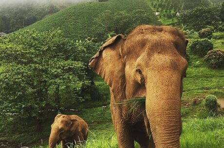 Bangkok Phuket Turu (Emirates Havayolları İle) (İstanbul Hareketli)