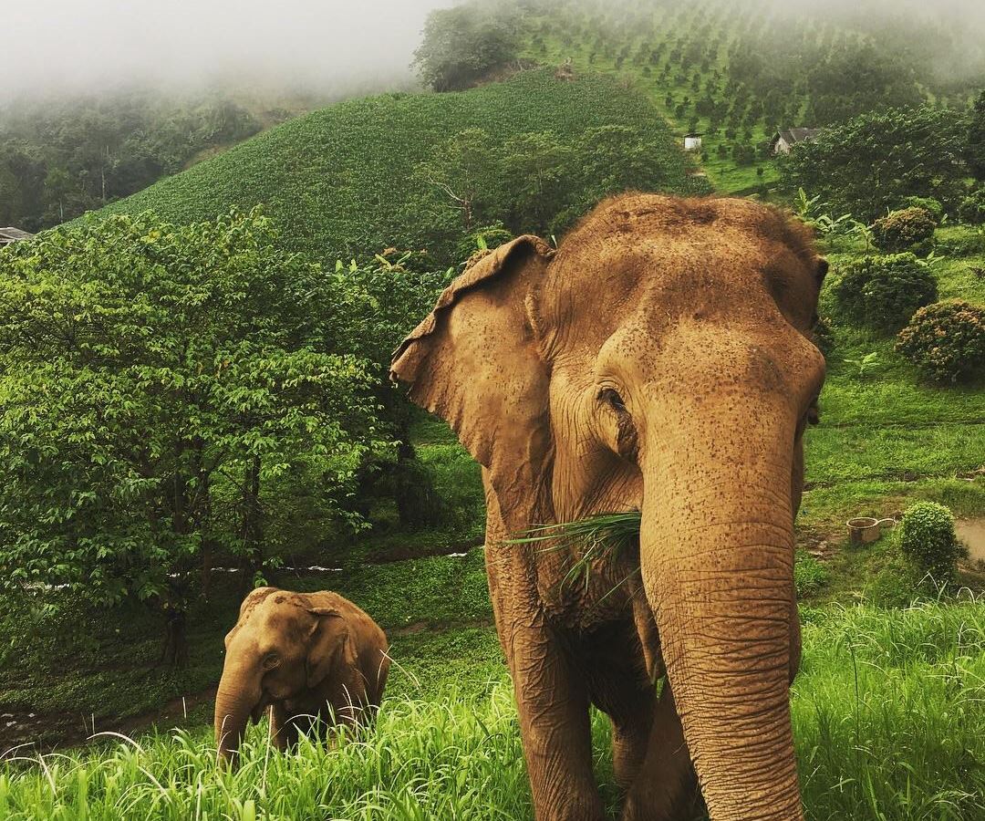 Bangkok Phuket Turu (Emirates Havayolları İle) (İstanbul Hareketli)