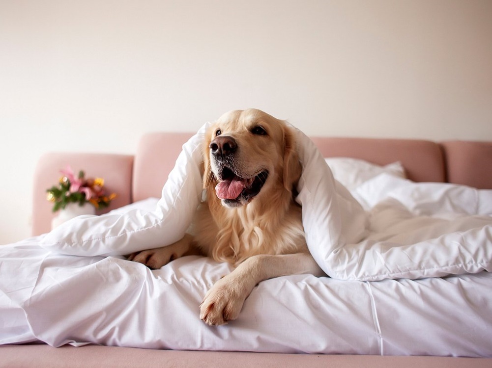 Evcil Hayvan Dostu Oteller