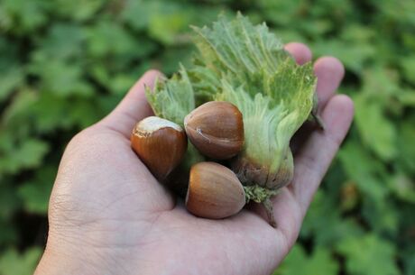 Karadeniz Esintisi Ve Batum Turu (İzmir Hareketli)