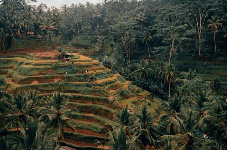 Bali Ubud Serüveni Emirates Havayolları İle (İstanbul Hareketli)