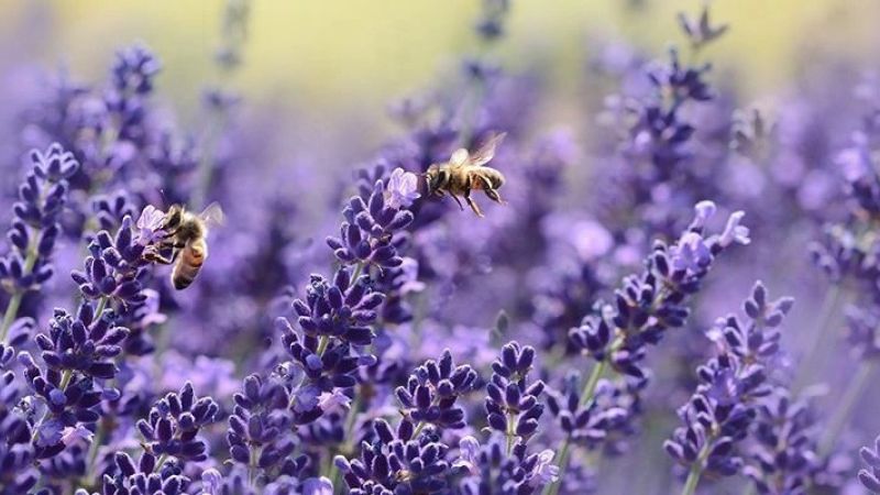 Isparta Lavanta Festivali Turu (İstanbul Hareketli)