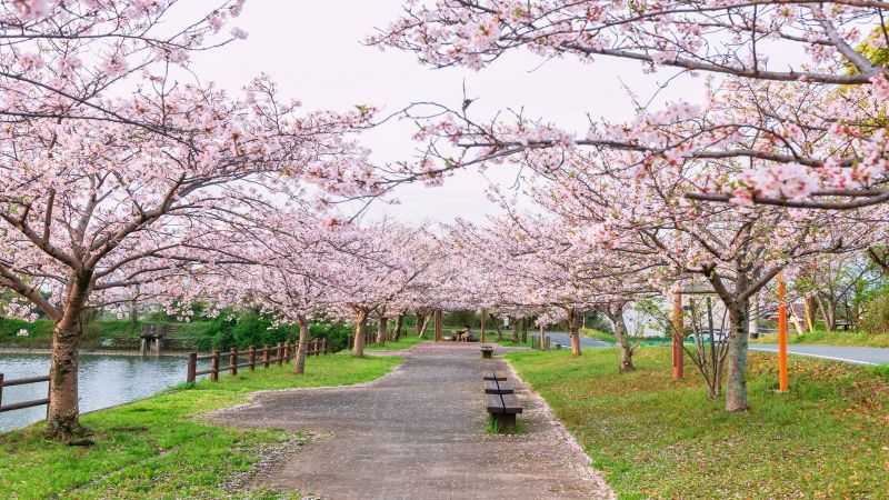 Grand Japonya Turu (İstanbul Hareketli)