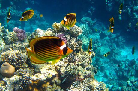 Sharm El Sheikh: Uçak, otel, rehberlik ve sınırsız eğlence! (İzmir Hareketli)